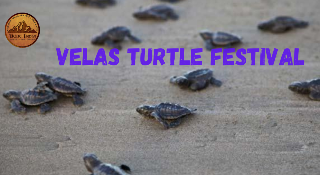 Velas Turtle Festival | Trek India 