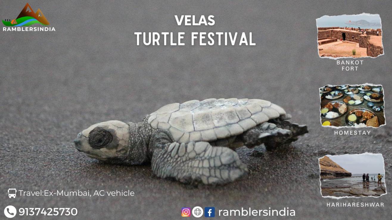 Velas Turtle Festival with Homestay | HOLI 2024