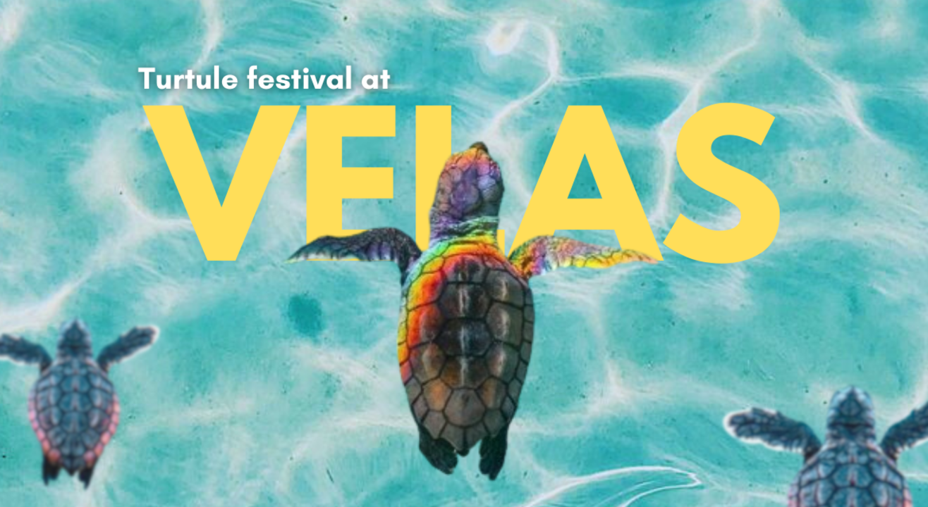 Velas Turtle Festival