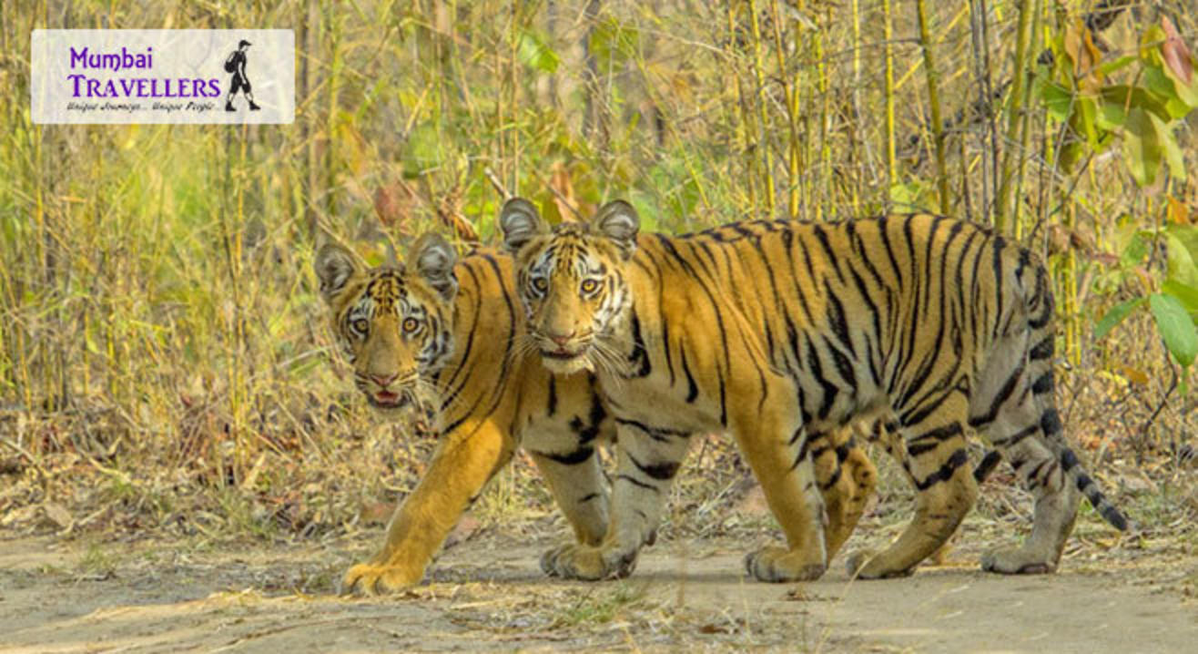 Go Safari: Pench