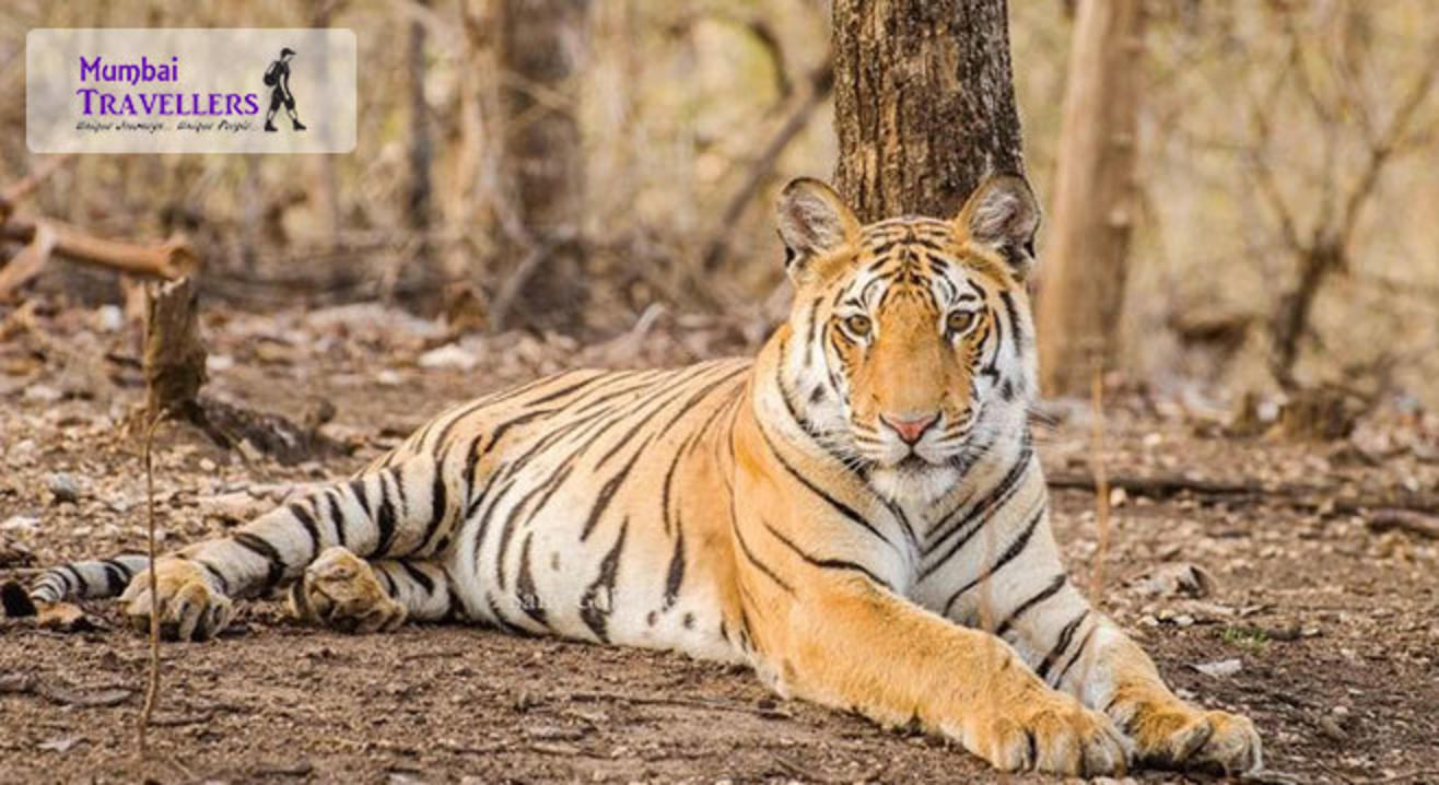 Go Safari: Tadoba