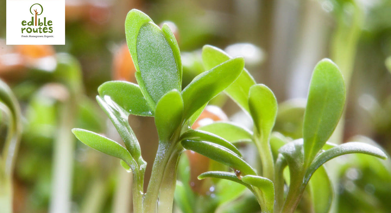 Learn to grow Microgreens!