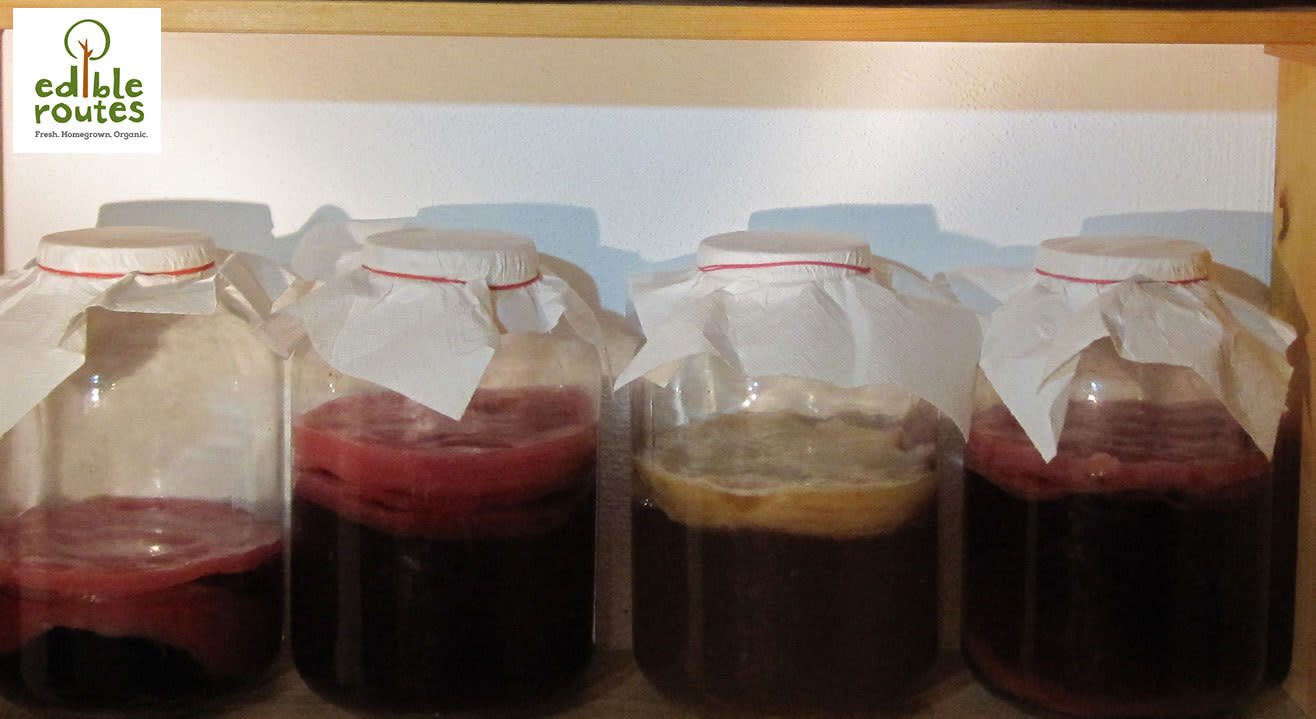 Kombucha Brewing Workshop: Learn To Make The Ancient Drink That’s Fun, Healthy And Delicious