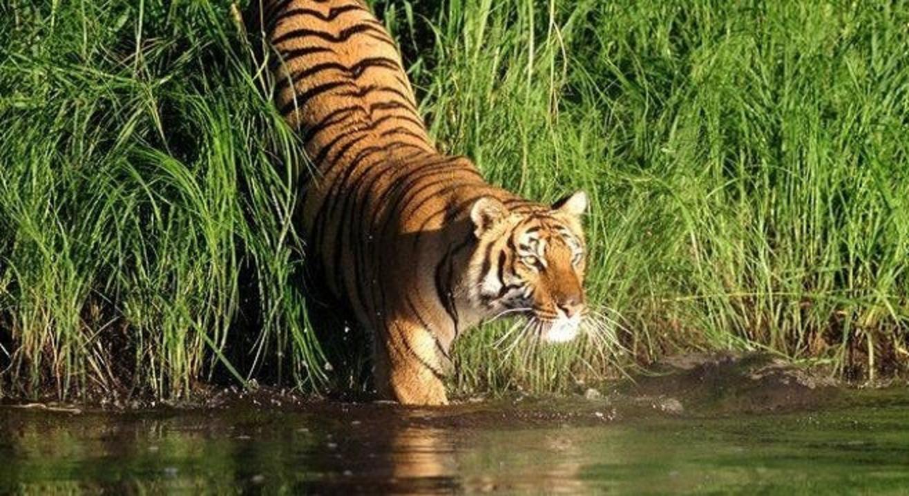 Book tickets to Aasamant's Wildlife Safari to Sundarban National Park ...