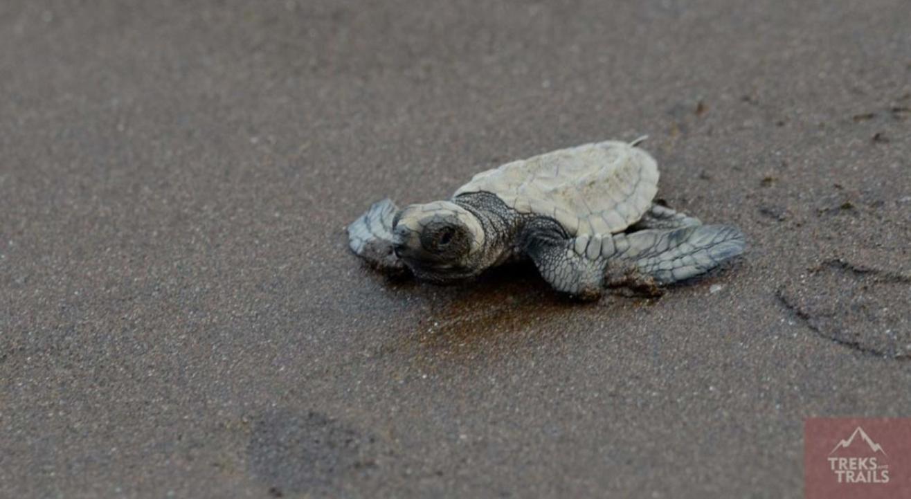 Velas Turtle Festival 2020 from Mumbai