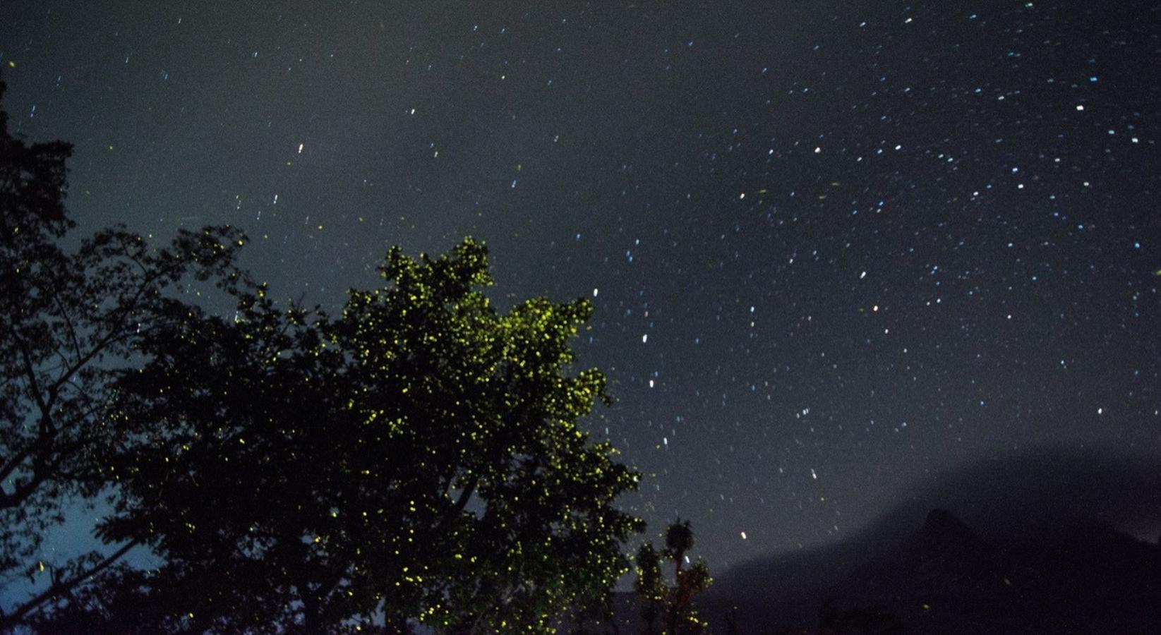 Now Is The Best Time to See Fireflies Near Mumbai & Pune