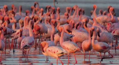 Flamingo boat safari Airoli creek - Treks and Trails