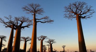 Ayahuasca Baobab Varsha Hritual 