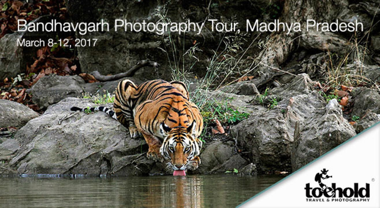 Top Cat Tryst: Bandhavgarh Wildlife Photography Tour