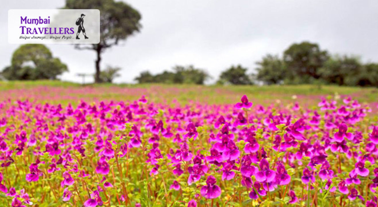 The Kaas Flower Festival