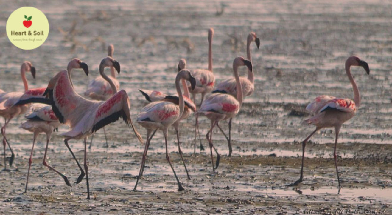 Flamingo Fun