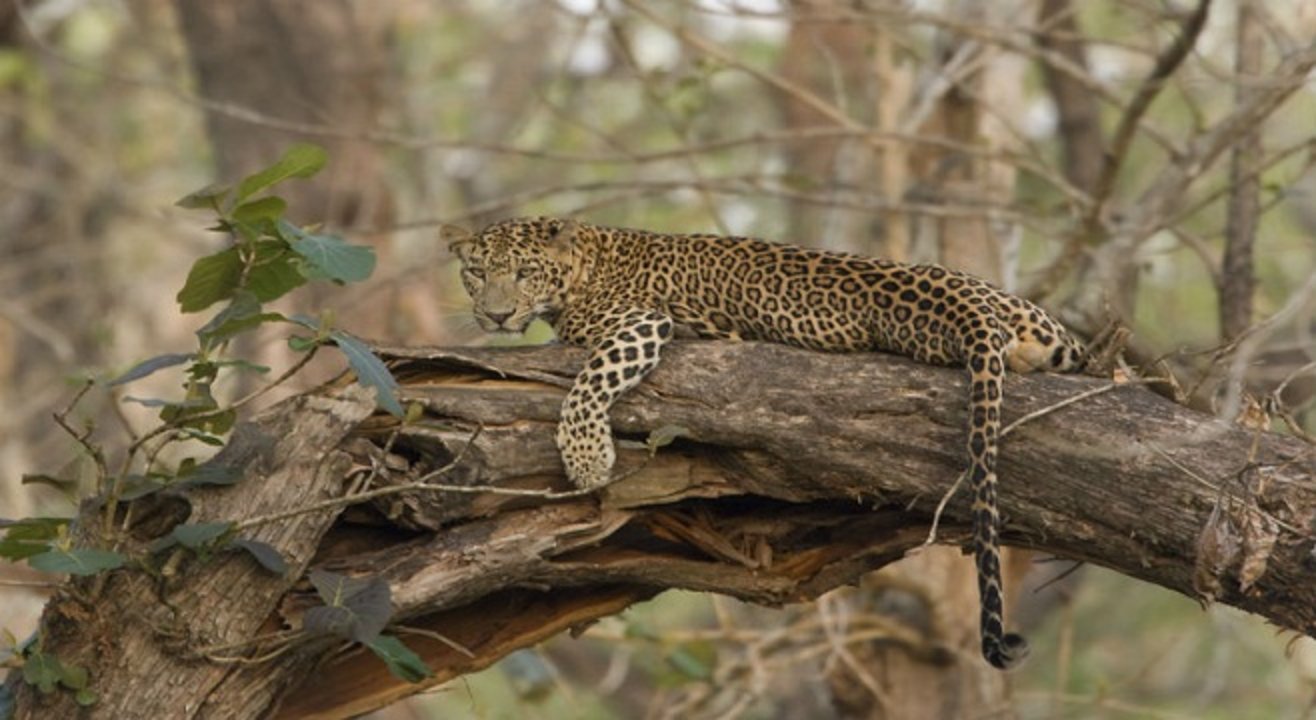 Kabini Wildlife Safari