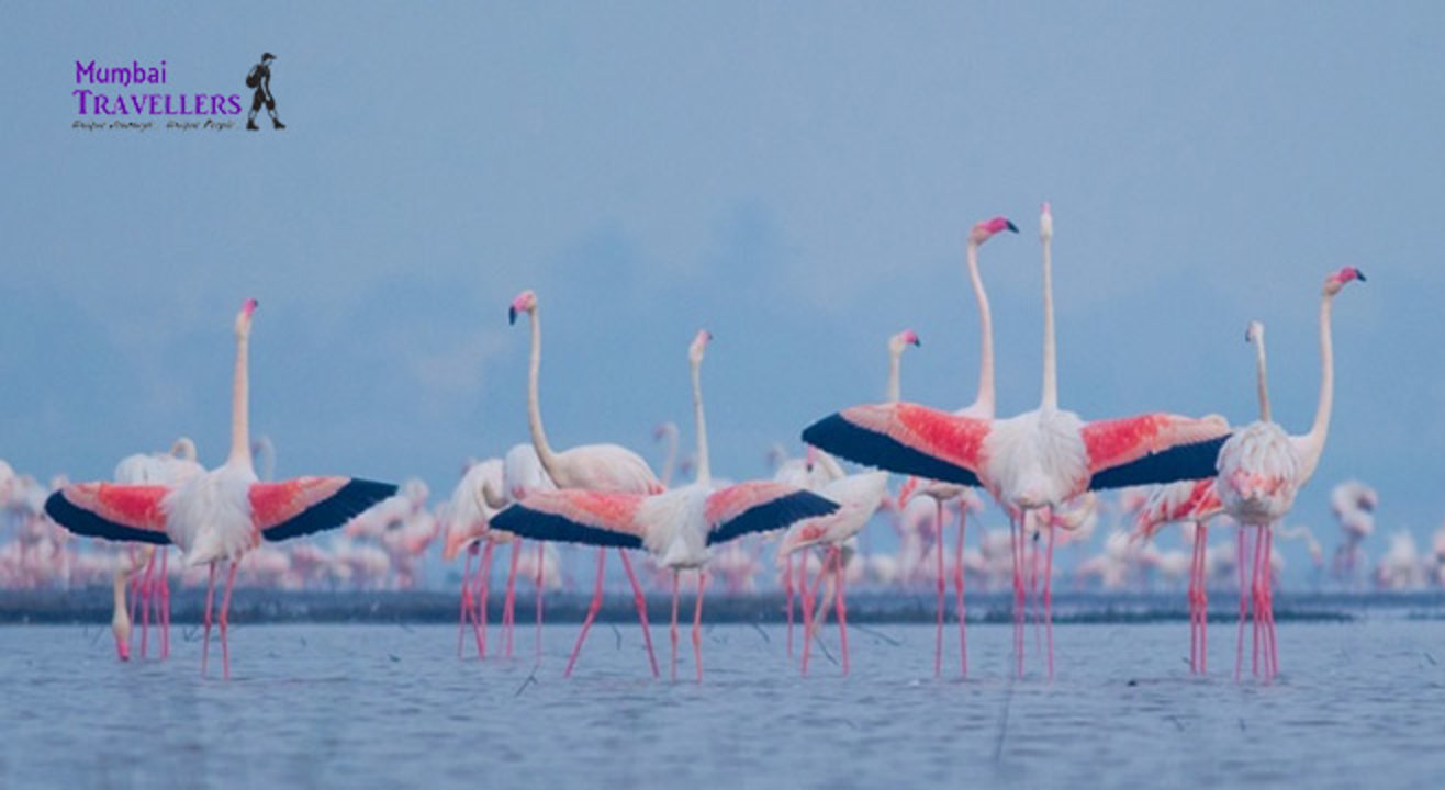 Sewri Flamingo Watching