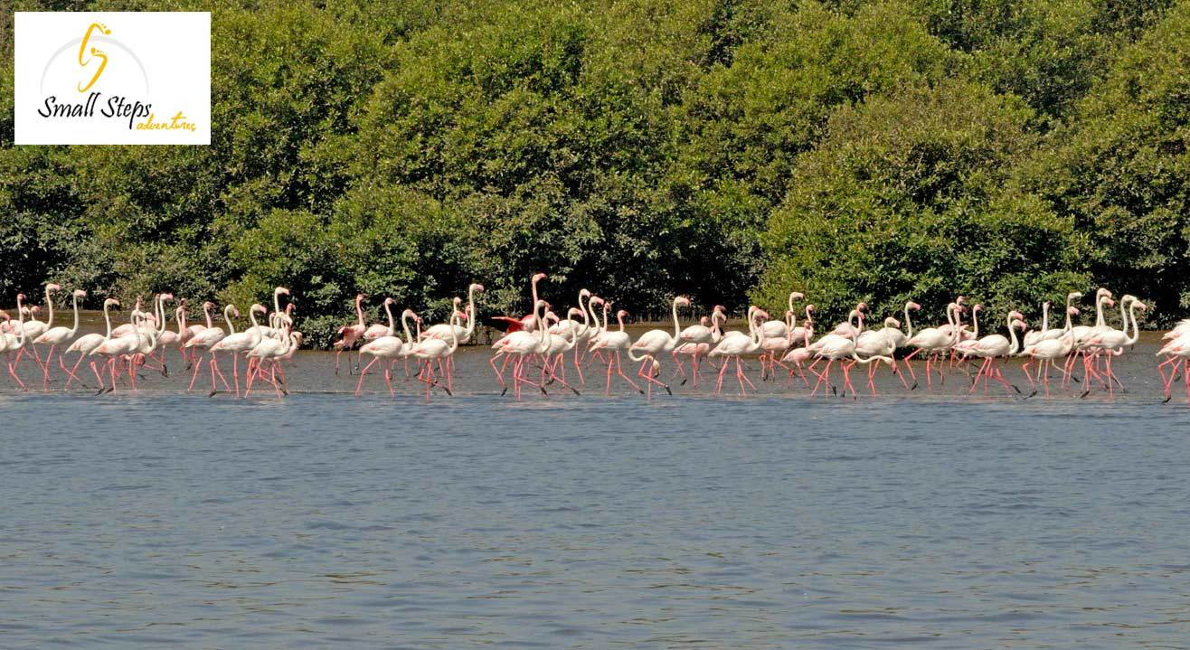 Flamingo Boat Ride