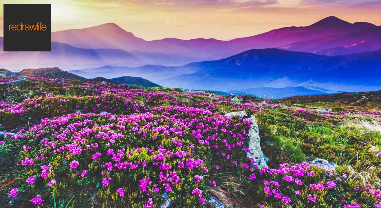 Valley of Flowers: A Magical Land of Flowers and Legends!