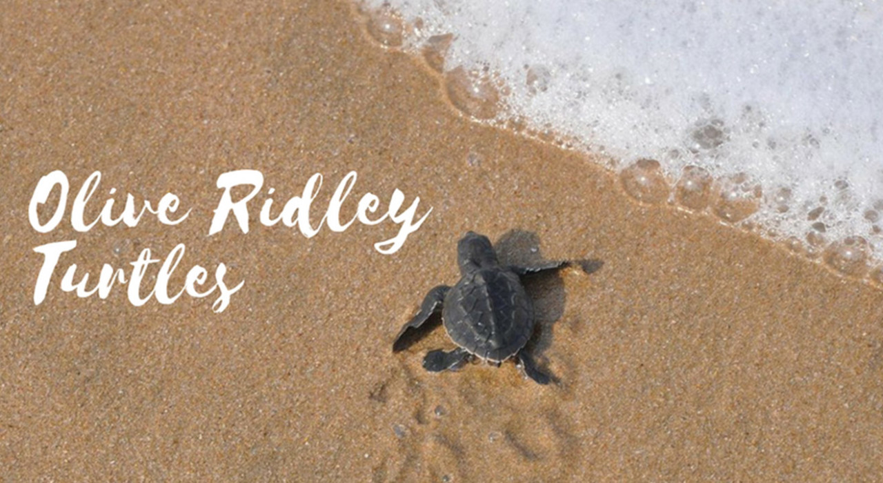 Olive Ridley Turtle Festival
