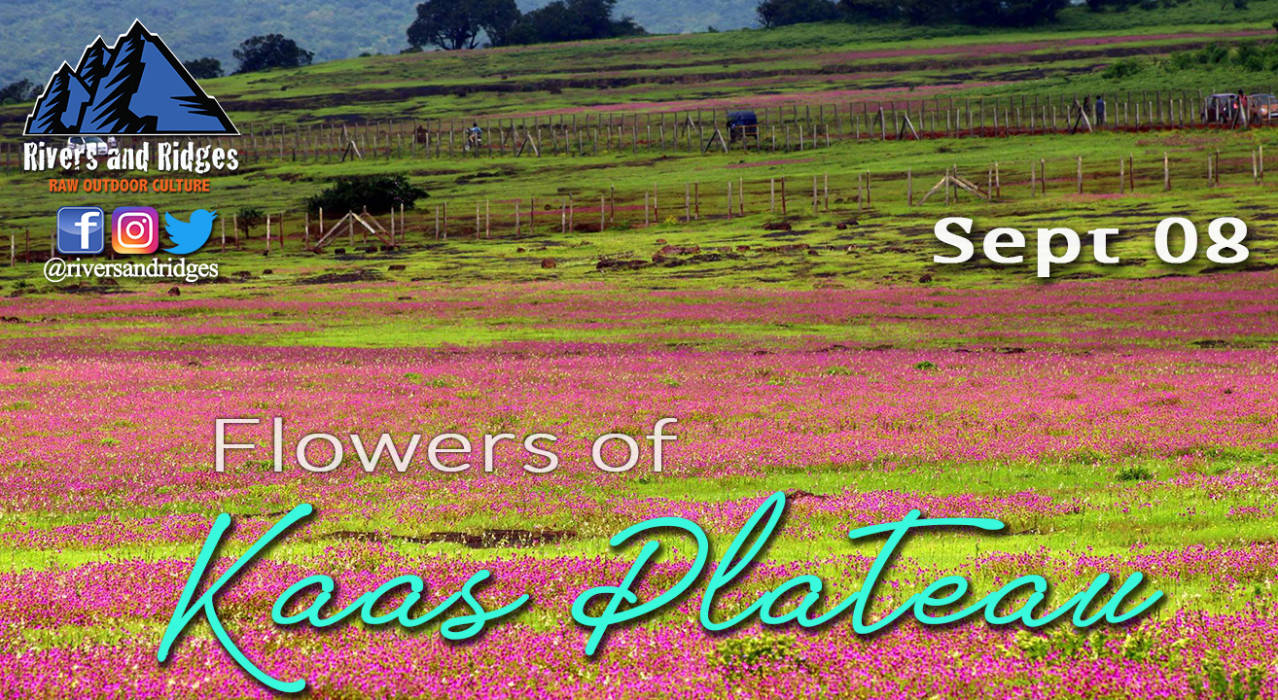 Flowers of Kaas Plateau Batch 2