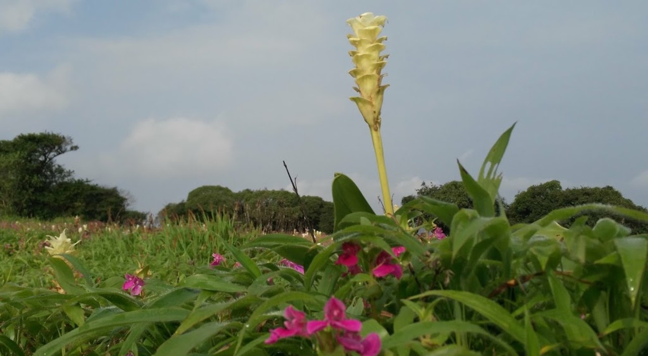 Tour To Kaas Pathar with Mumbai Mountain Hikers