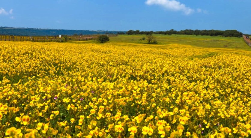 Tour To Kaas Pathar with Mumbai Mountain Hikers