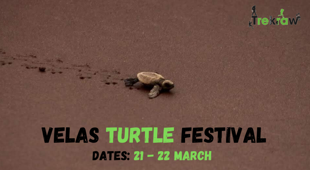 Velas Turtle Festival | Weekend