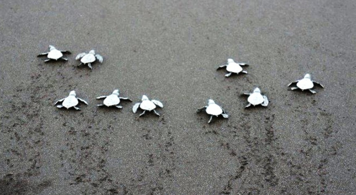 Velas Turtle Festival | Pravasaah Holidays
