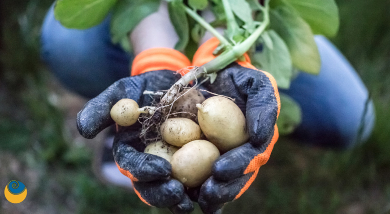 Meet Your Organic Farmer