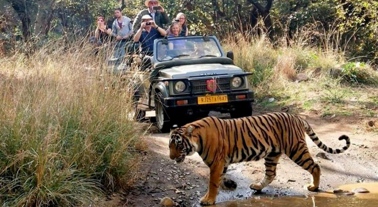 Ranthambore National Park Safari by TripAdvisor Tour