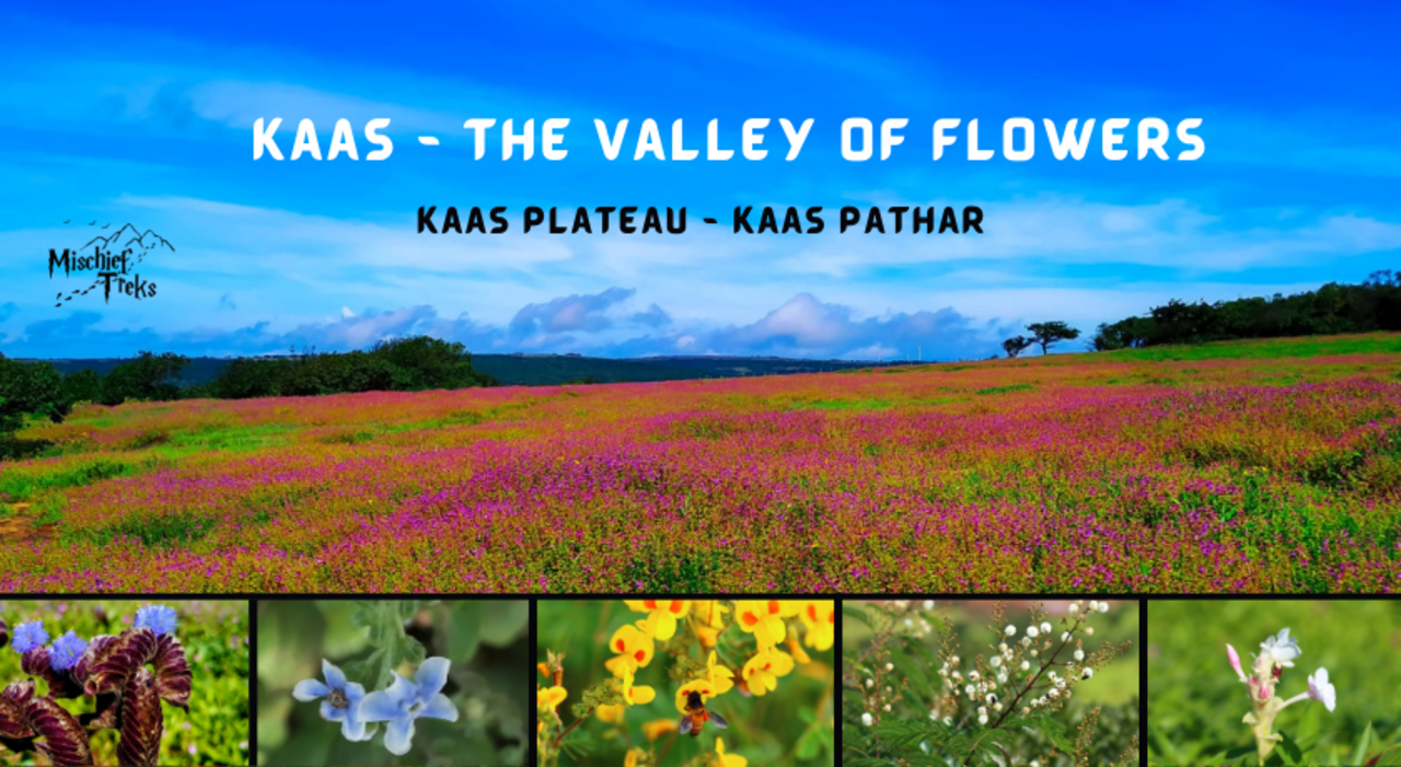 Kaas Plateau Tour From Mumbai | Kaas Pathar | Kaas Plateau Ticket Booking 2024