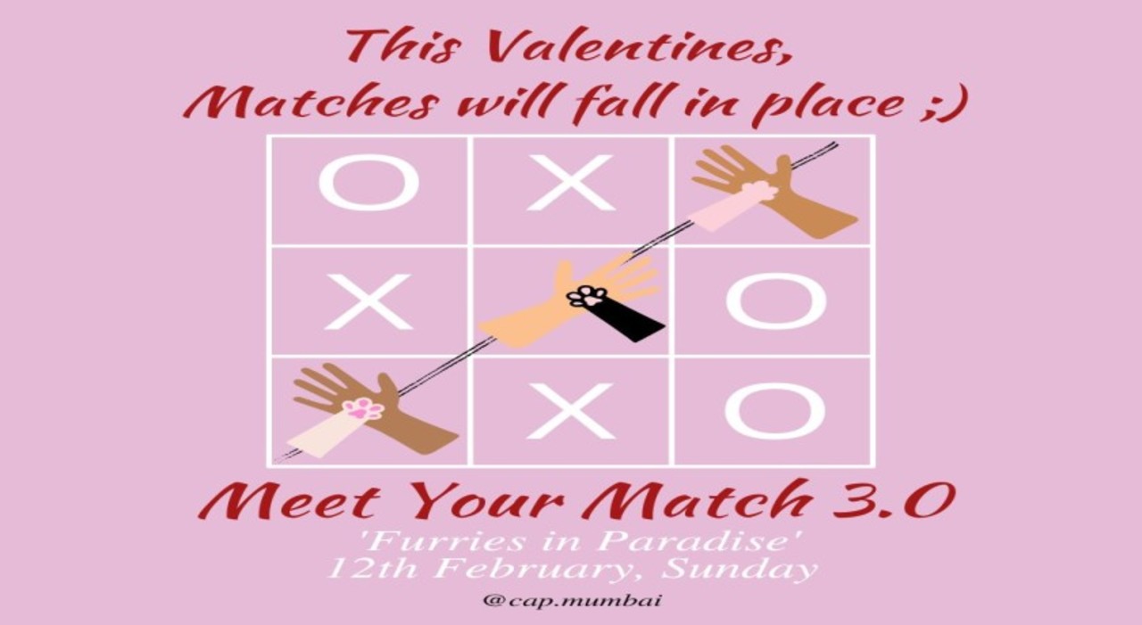 Meet Your Match - Furries in Paradise