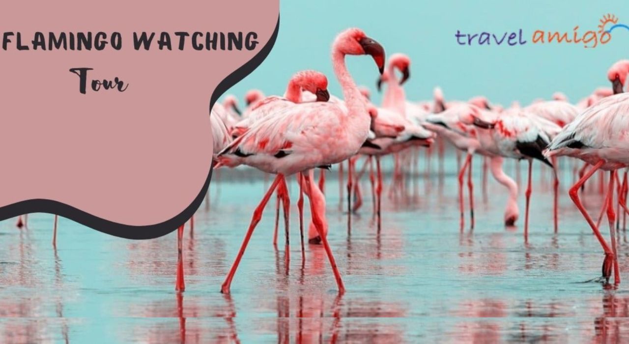 Flamingo Watching Tour I Travel Amigo