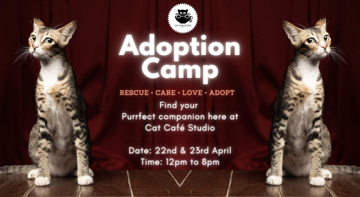 Cat Adoption Camp at Cat Cafe Studio, Mumbai