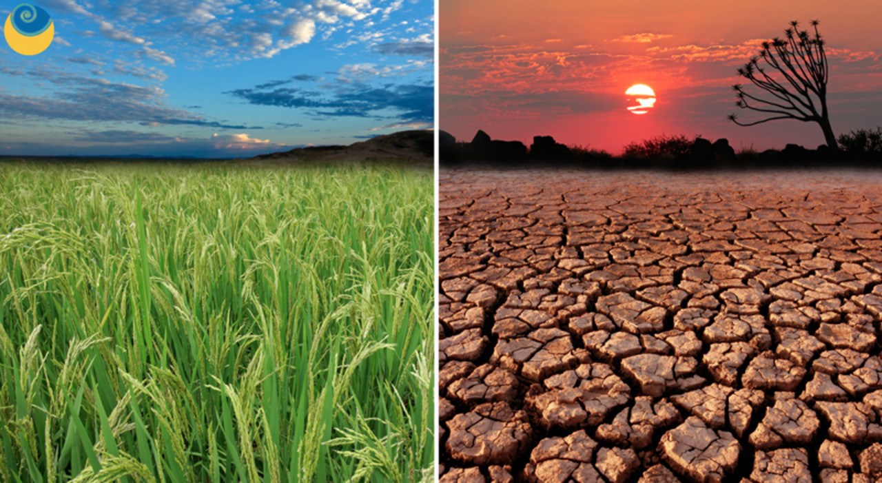 Let’s Heal the Planet Together – World Environment Day Special Free Talk