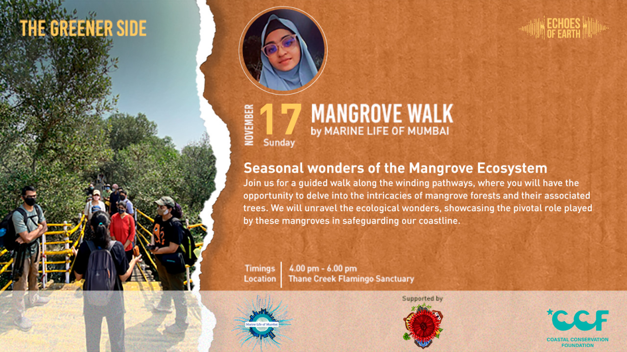 Mangrove Walk | Mumbai