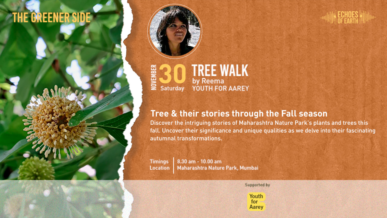 Fall/Winter Tree Walk | Mumbai