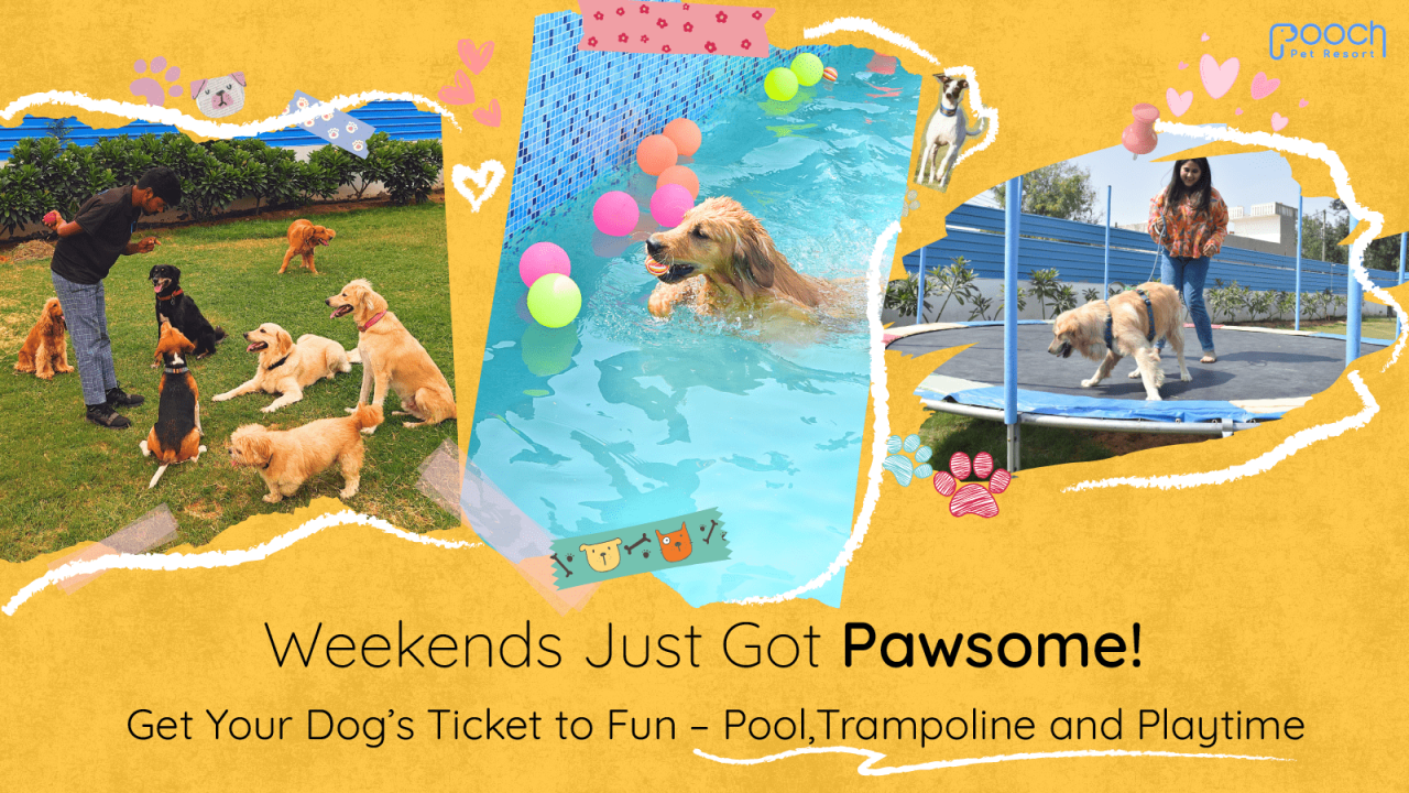 Weekend Woofs at Pooch Pet Resort