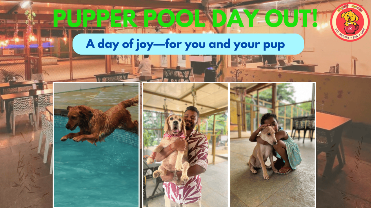 Pupper Pool Day Out