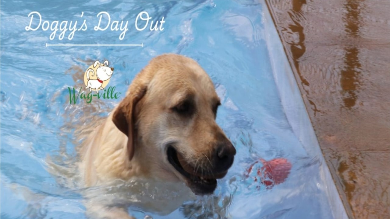 Doggy's Day Out