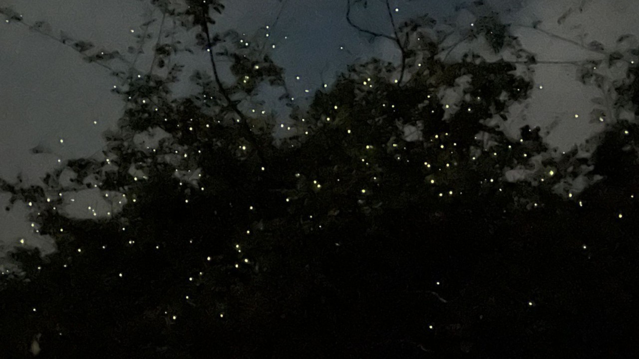 Bhandardara Fireflies Festival 2025 | Adventure Geek