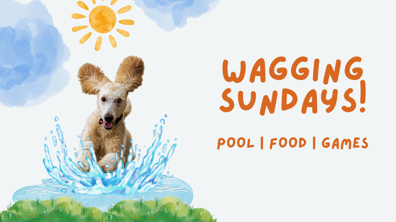 Wagging Sundays: Pool, Fun, Games with your Dog