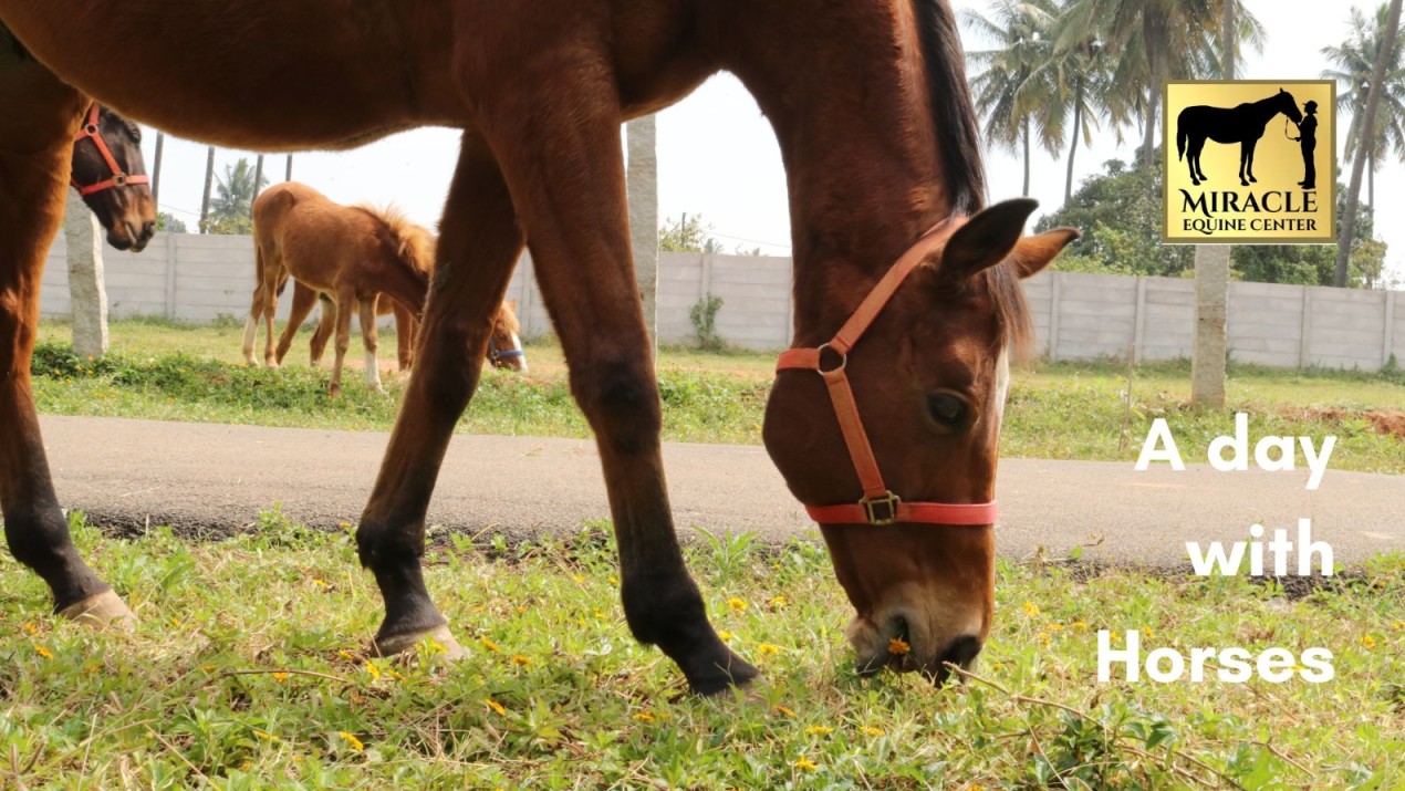 A Day with Horses
