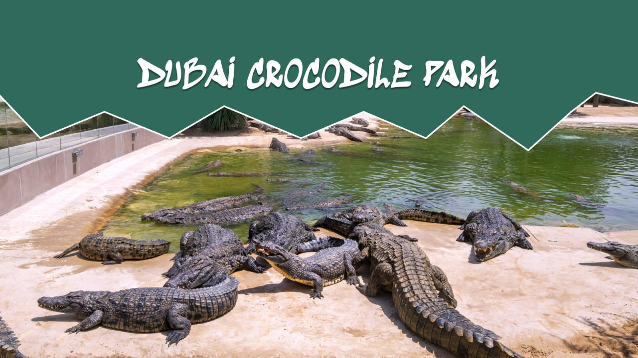 Dubai Crocodile Park - General Admission (KIDS GO FREE SUMMER OFFER)