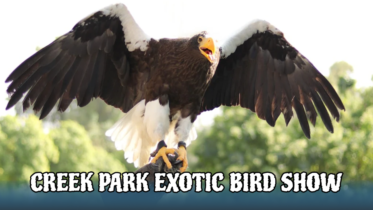 Dubai Dolphinarium - Creek Park Exotic Bird Show