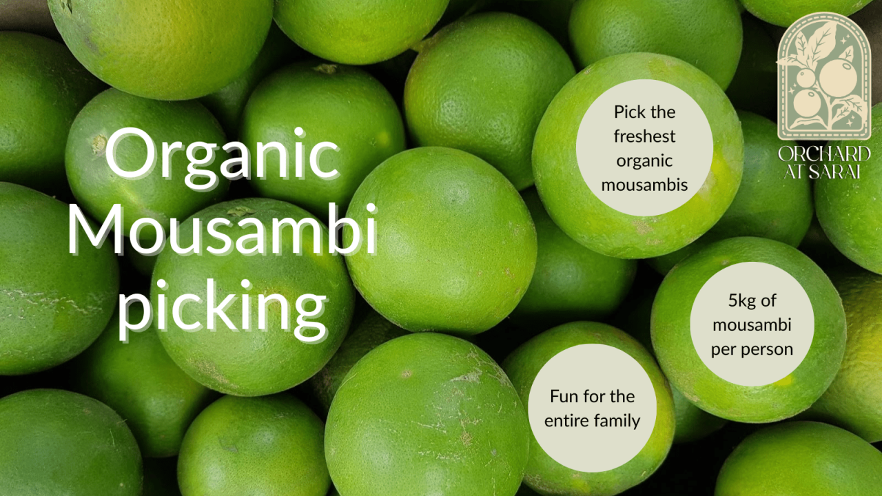 Organic Mousambi Picking