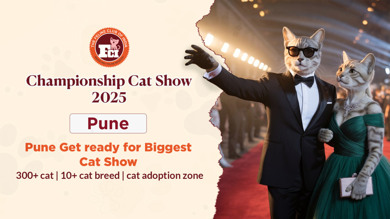 Championship Cat Show Pune 2025