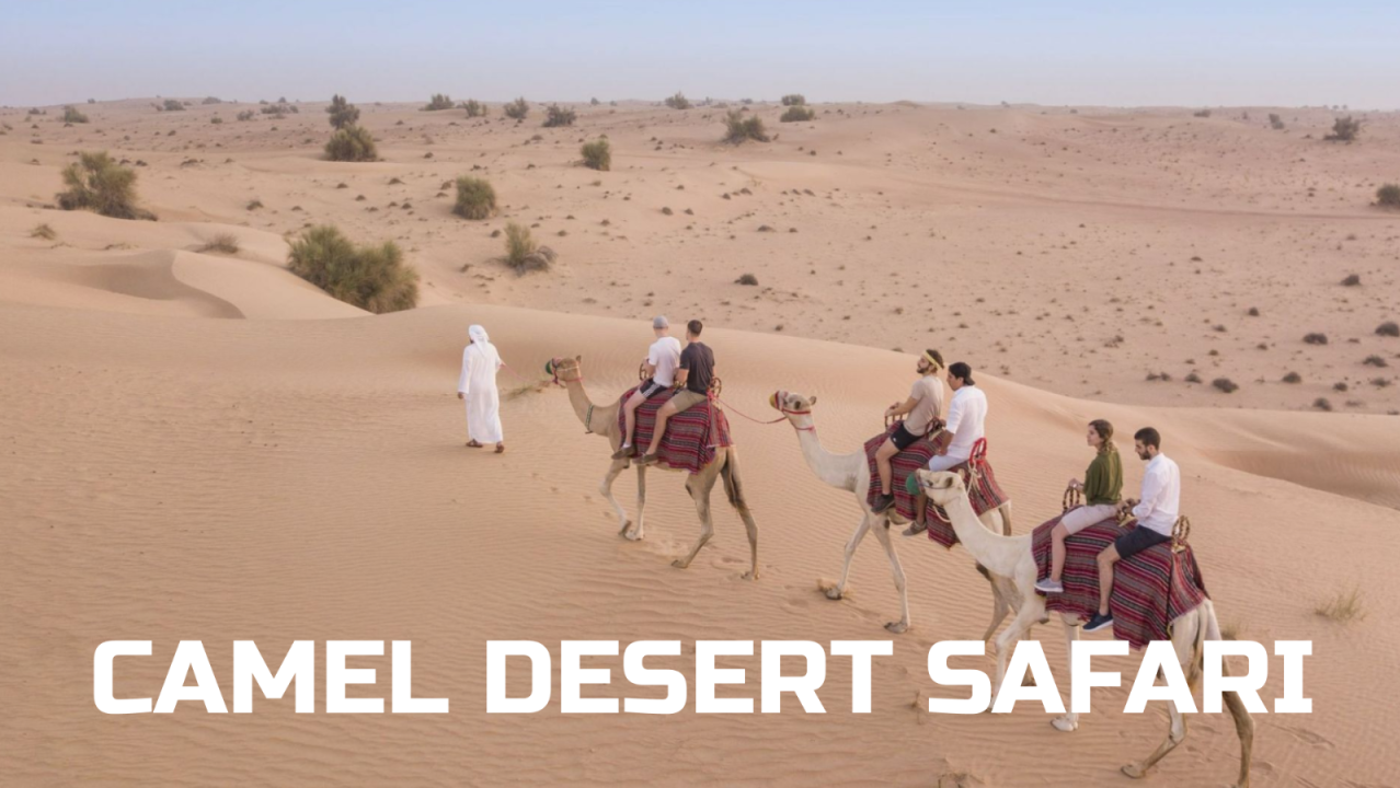 Camel Desert Safari