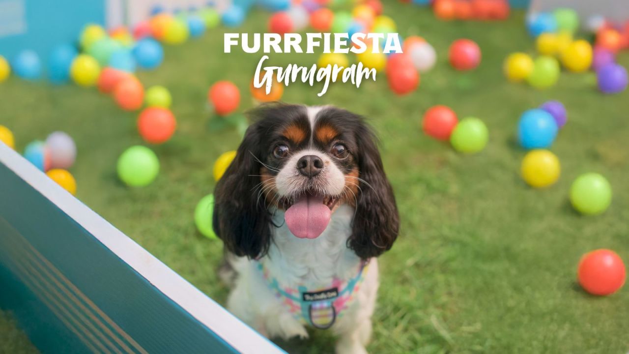 Furr Fiesta