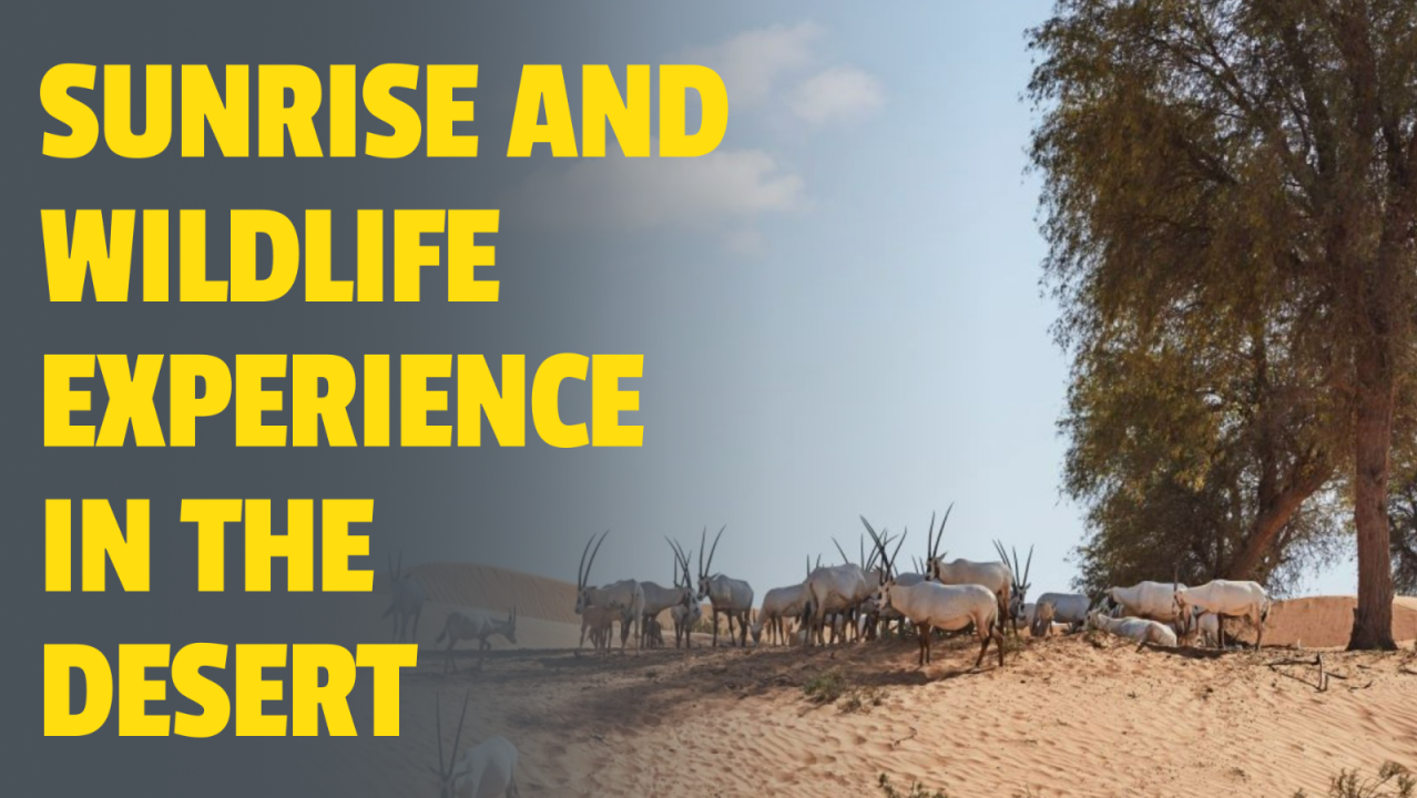Sunrise and Wildlife Experience in the Desert