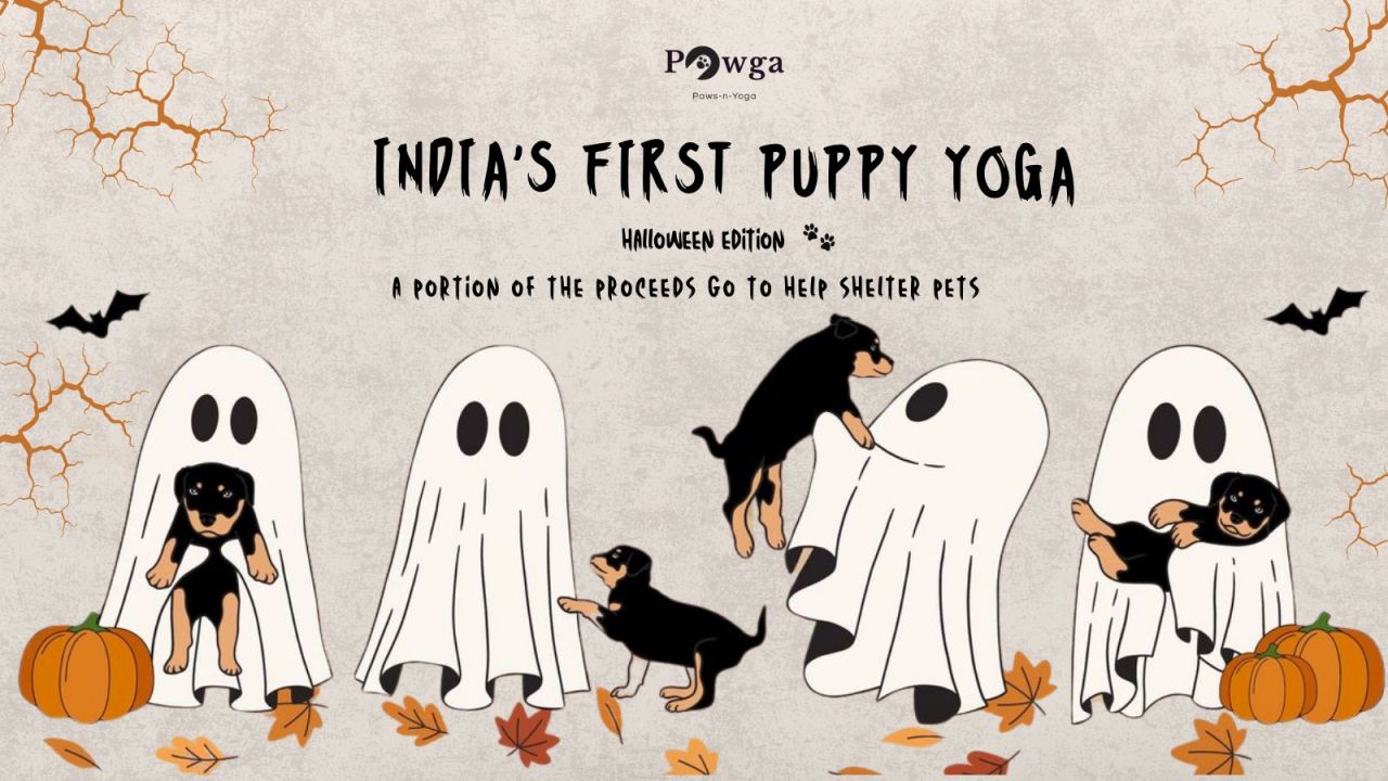 Pawga's Halloween Puppy Yoga Celebration in Mumbai