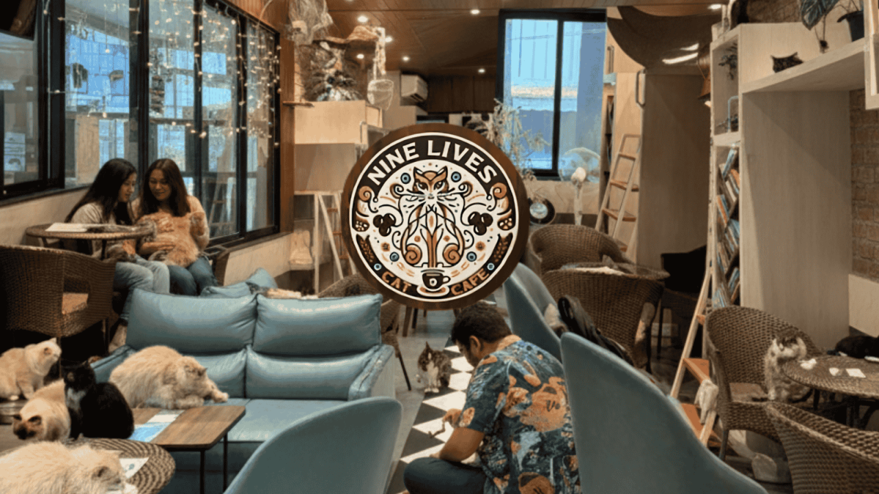 The Cat Cafe Hangout