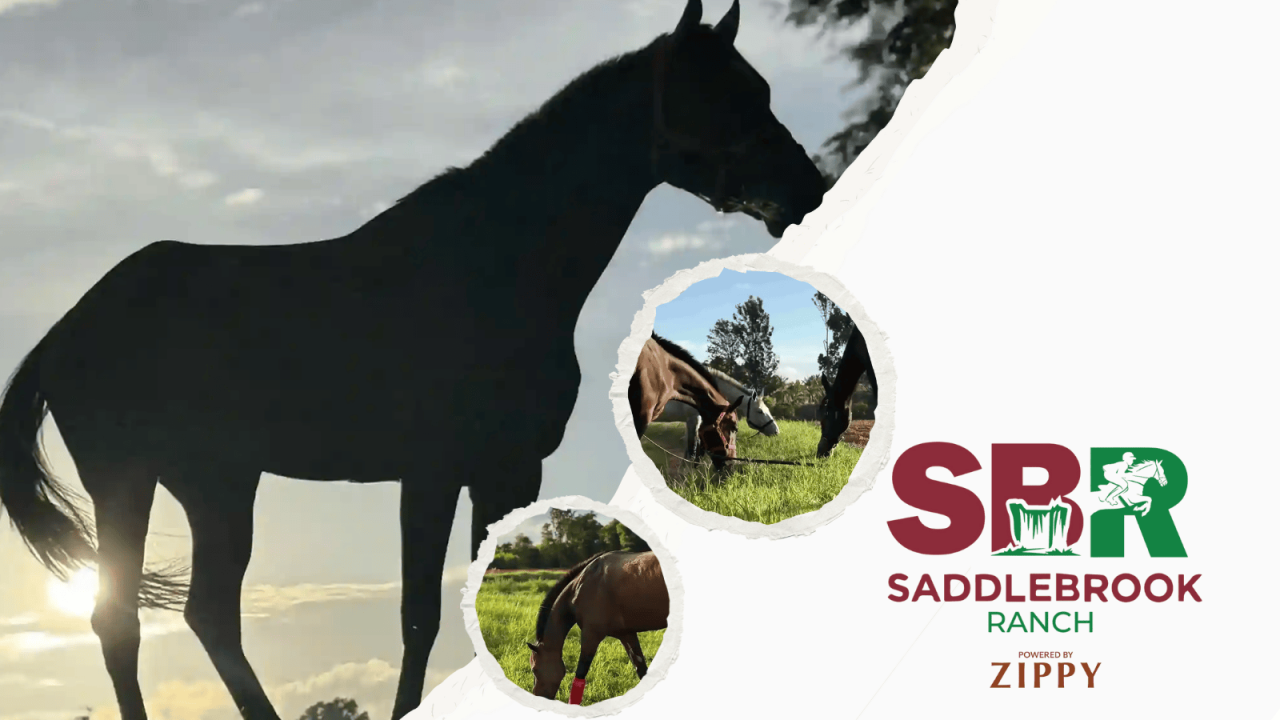 Saddlebrook Horse Riding & Jungle Safari